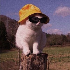 Meet your Posher, Jazlyn